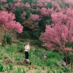 Thời điểm săn hoa tớ dày Mù Cang Chải 2026