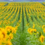 Cánh đồng hoa hướng dương Nghệ An mở cửa đón du khách