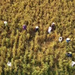 Mùa kê vàng bên sông Son