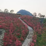 Hoa đỗ quyên bung nở ở Mộc Châu