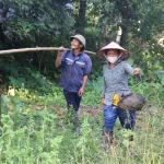 Mùa săn trứng kiến ở miền núi Quảng Trị