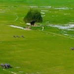 Mùa len trâu dưới chân núi Bà Đen